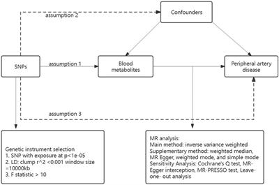 The causal relationship between human blood metabolites and risk of peripheral artery disease: a Mendelian randomization study